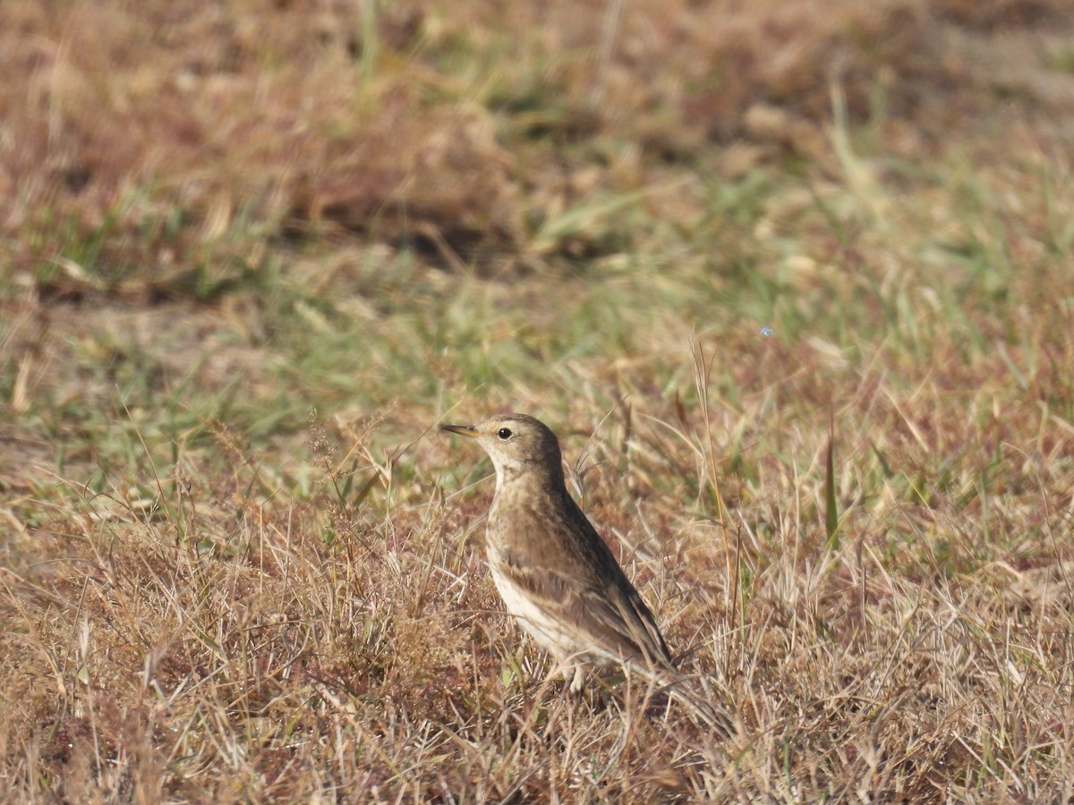 Spioncello - ML646640927