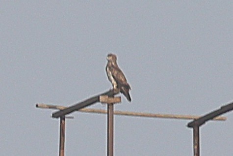 Culebrera Sudanesa - ML646640928