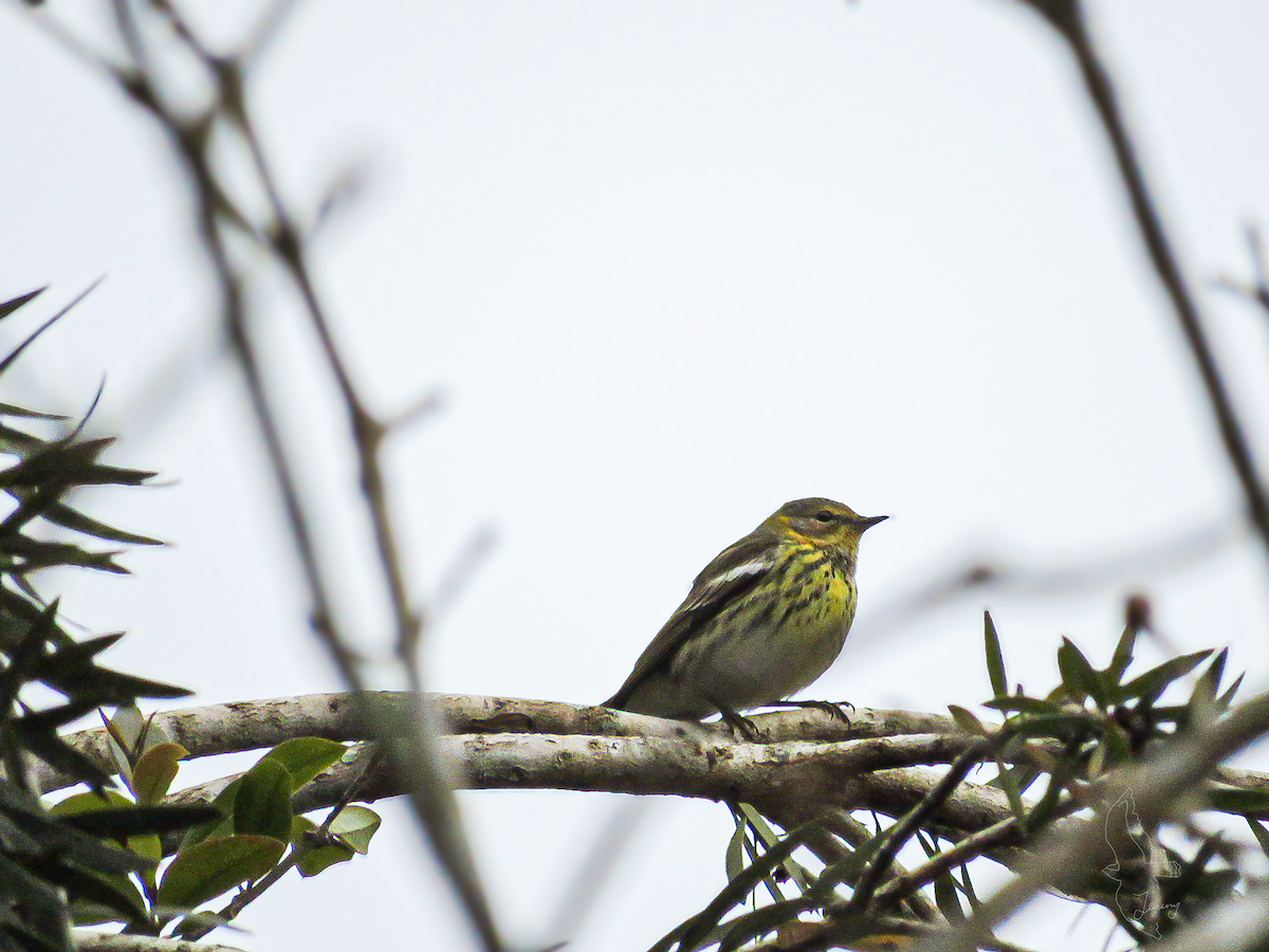 Cape May Warbler - ML646640929