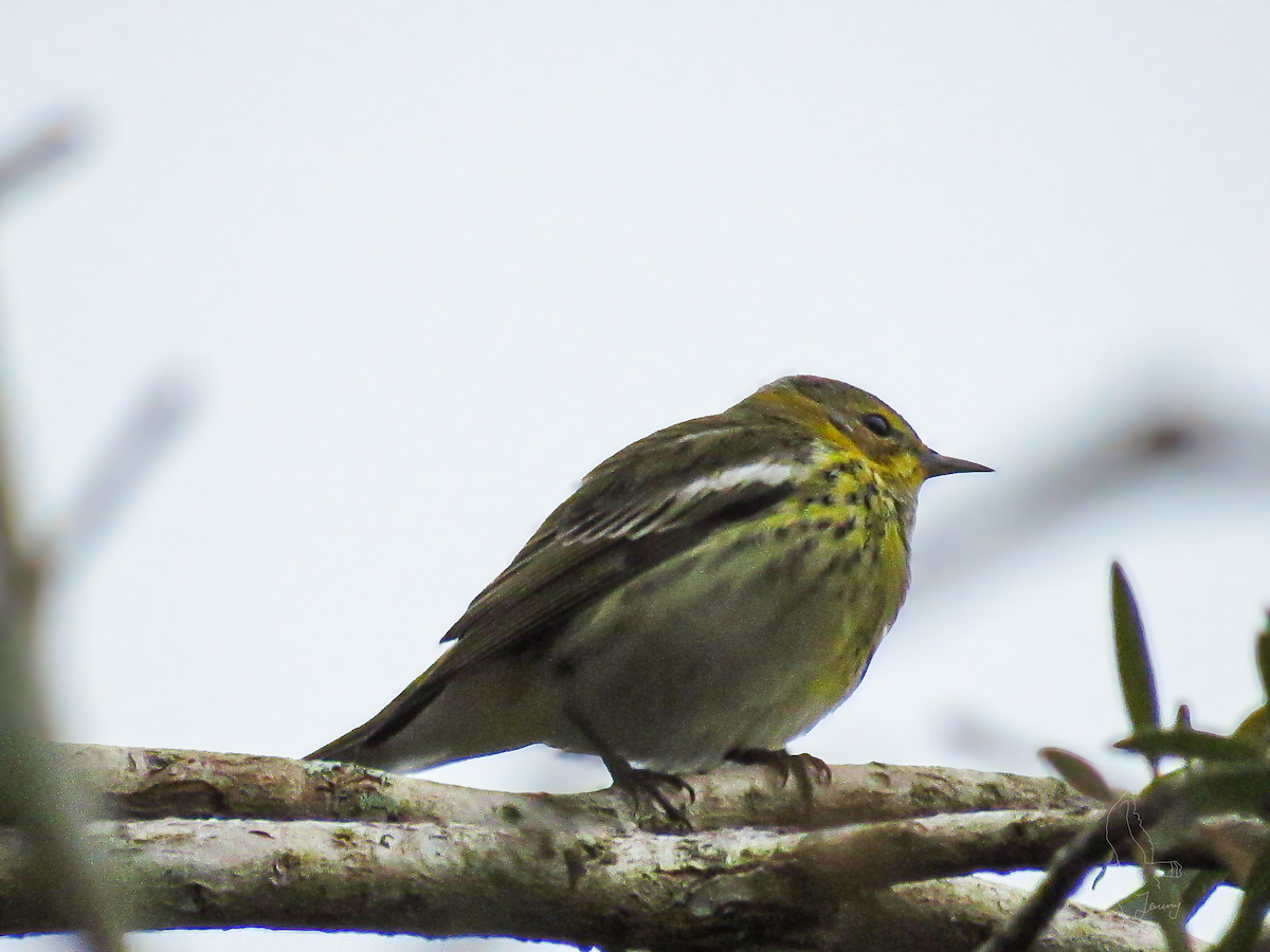 Cape May Warbler - ML646640930