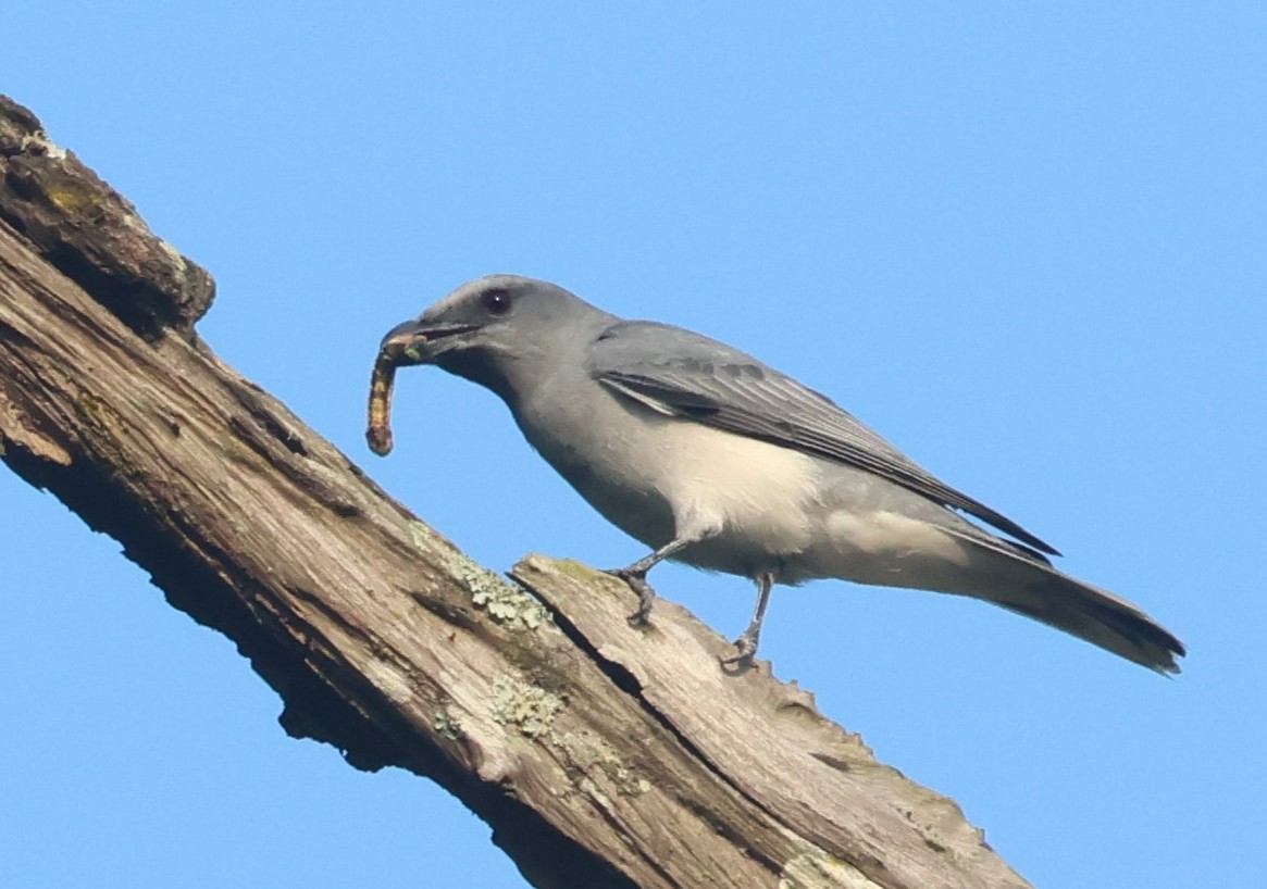Oriental Cuckooshrike - ML646640932
