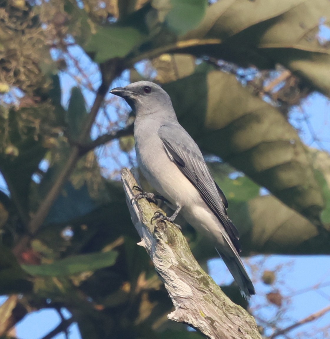 Oriental Cuckooshrike - ML646640933