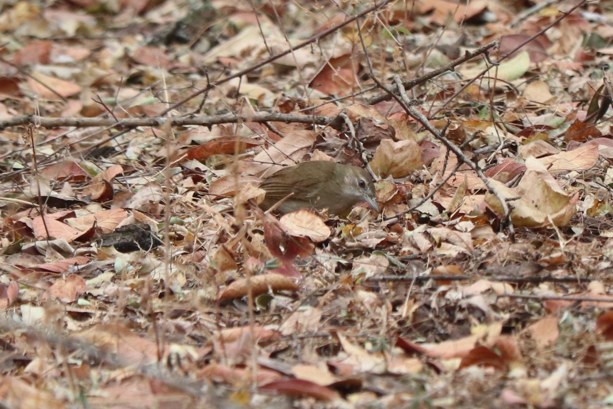 シロハラチャイロヒヨドリ - ML646640935