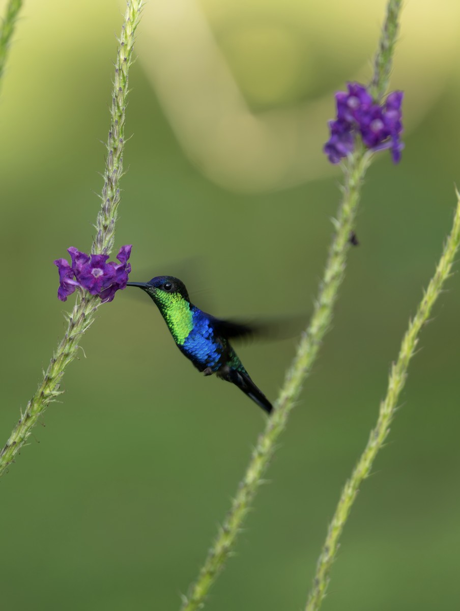 Crowned Woodnymph - ML646640936