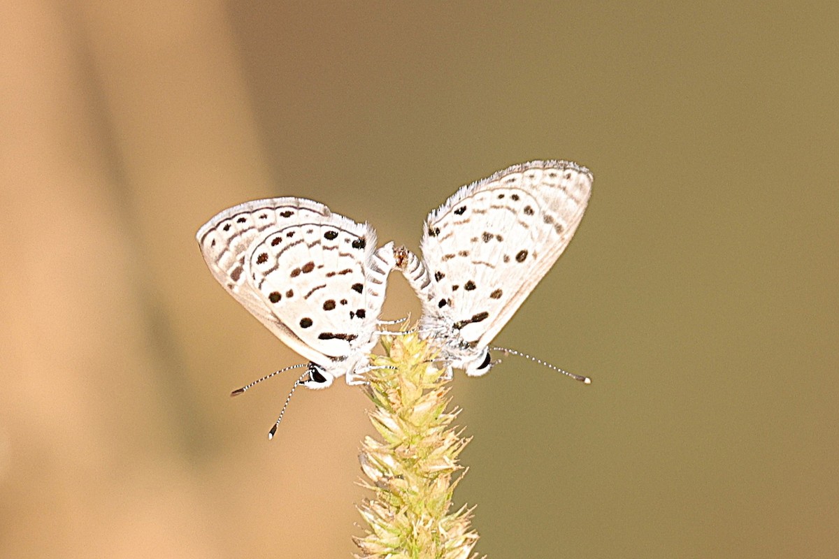 Animales - ML646640942