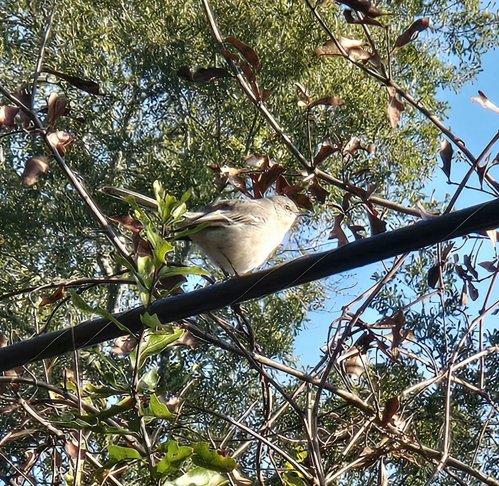 Northern Mockingbird - ML646640943
