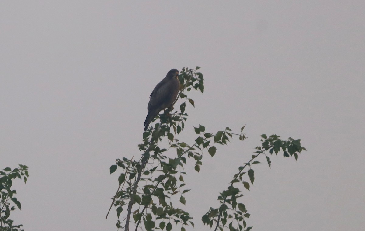 White-eyed Buzzard - ML646640948