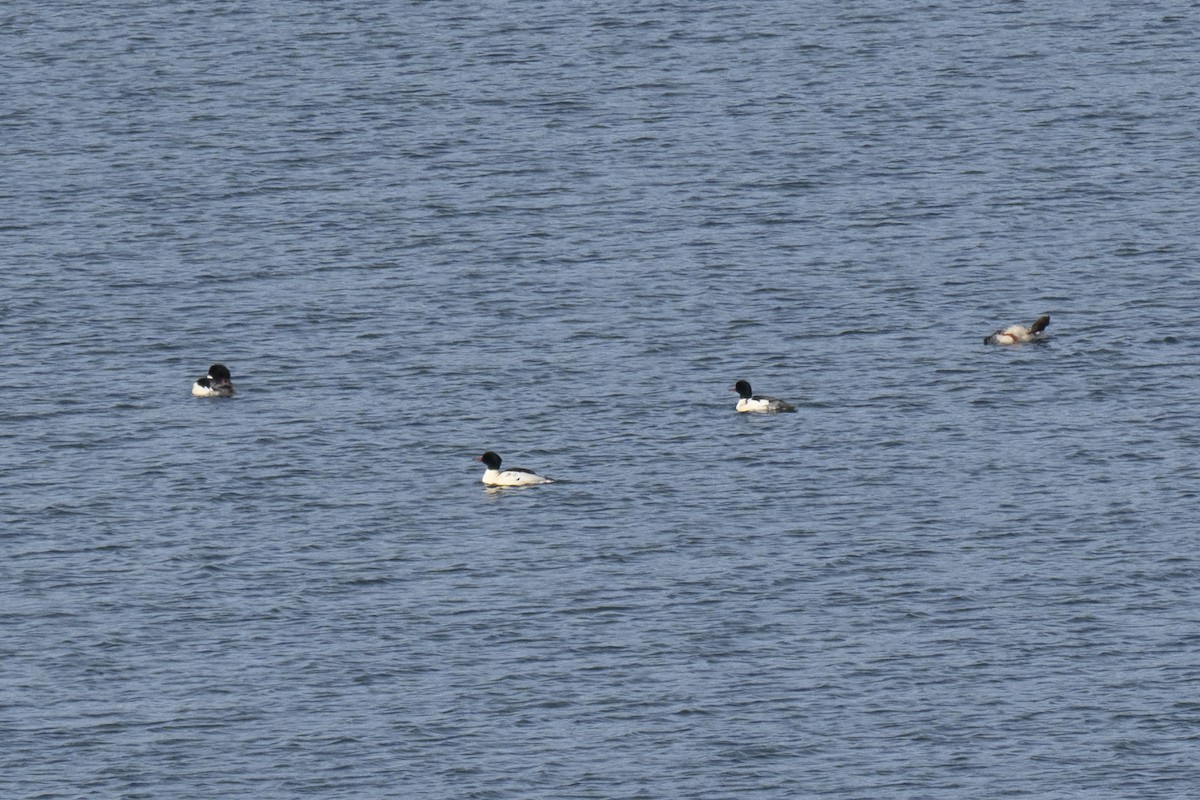 Zerra handia - ML646640951