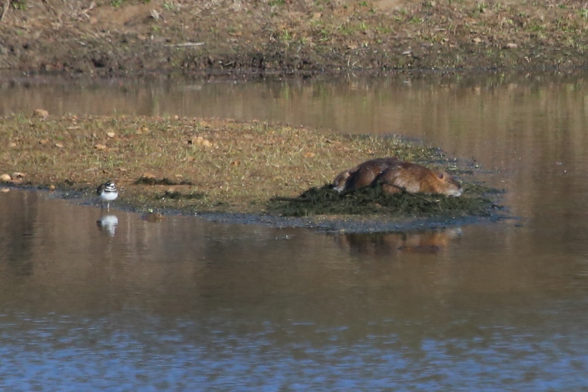 חופמי כפול-צווארון - ML646640952
