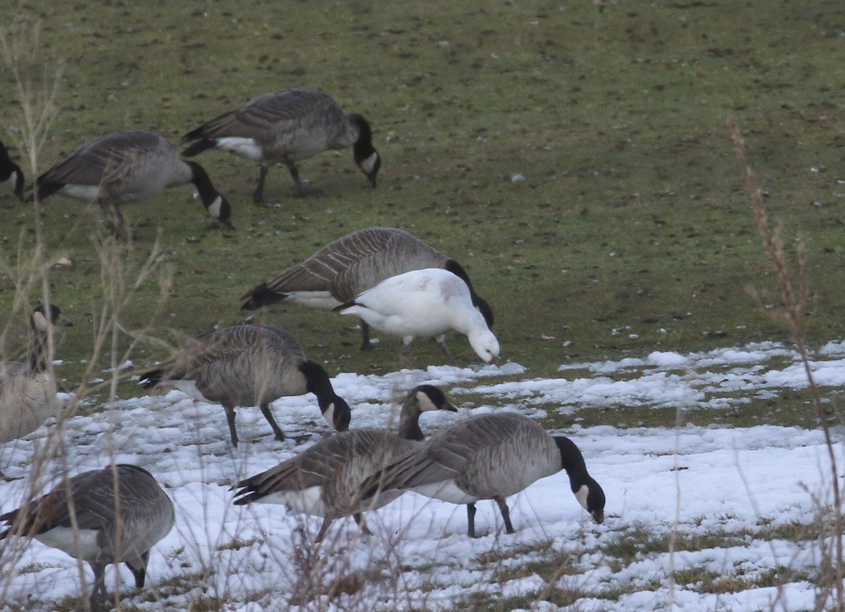 husa bělostná - ML646640954