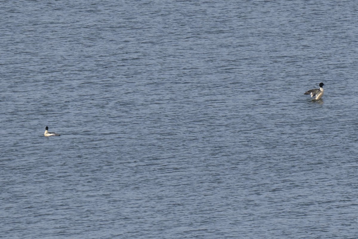 Zerra handia - ML646640955