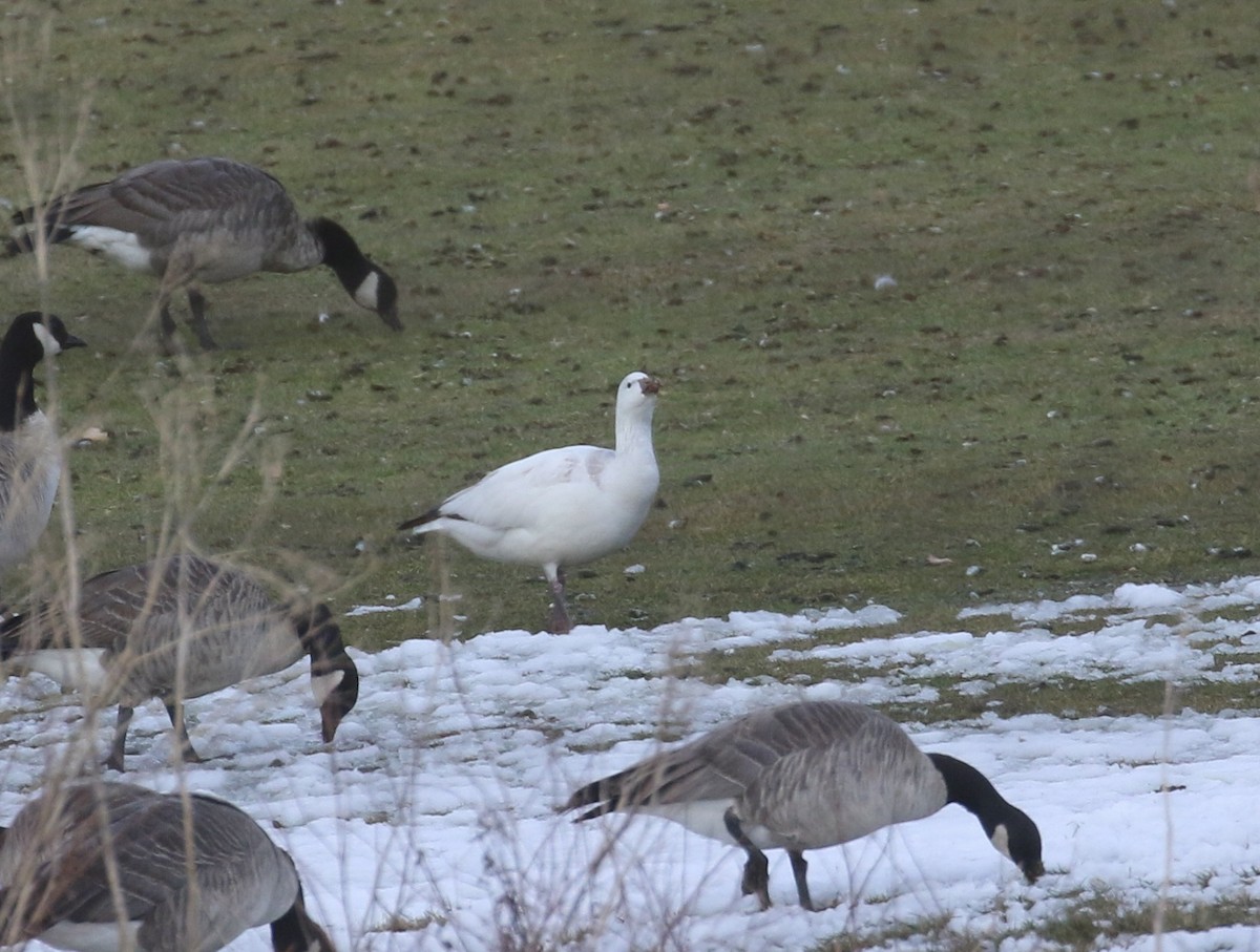 husa bělostná - ML646640957