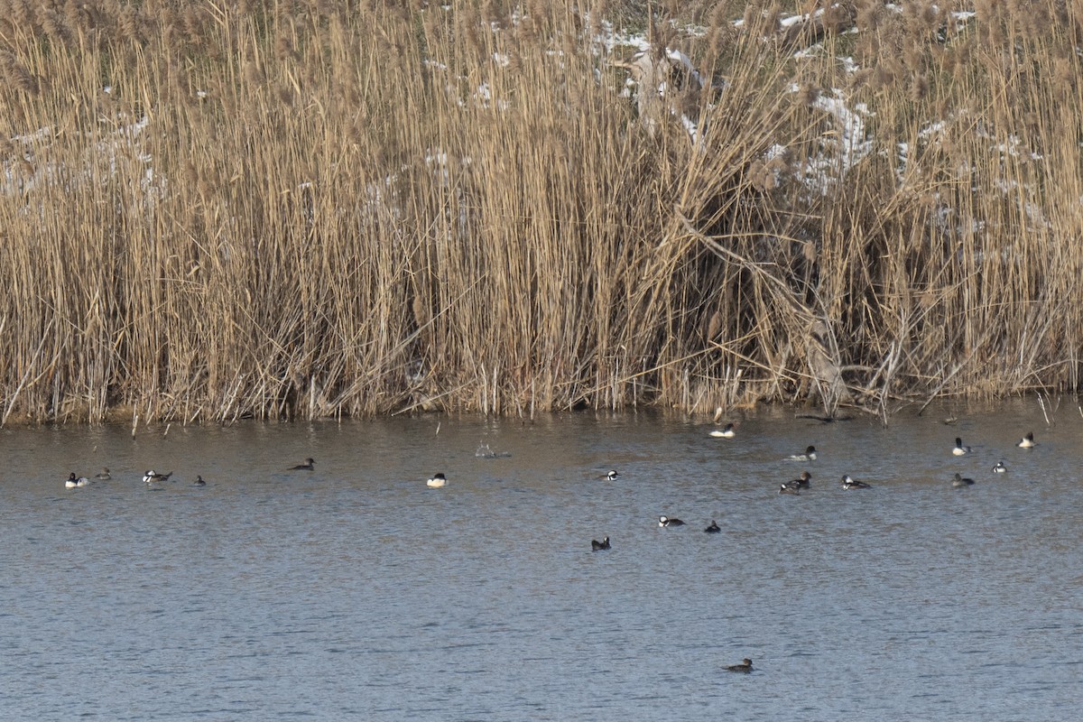 Zerra buruhandia - ML646640961