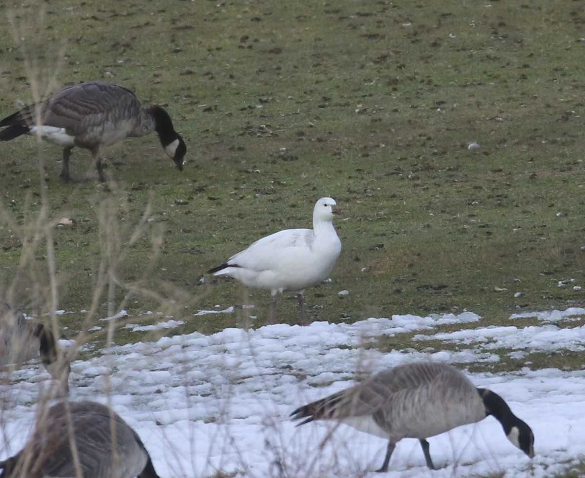 husa bělostná - ML646640962