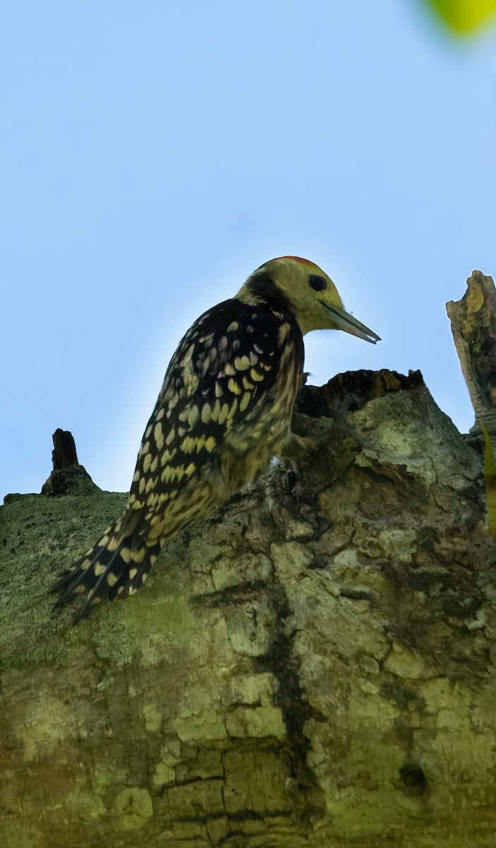 Sarı Başlıklı Ağaçkakan - ML646640964