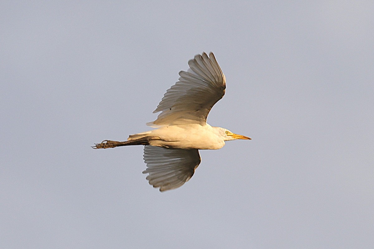 Garcilla Bueyera Occidental - ML646640966