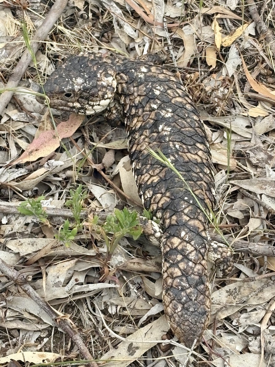 Shingleback - ML646640968