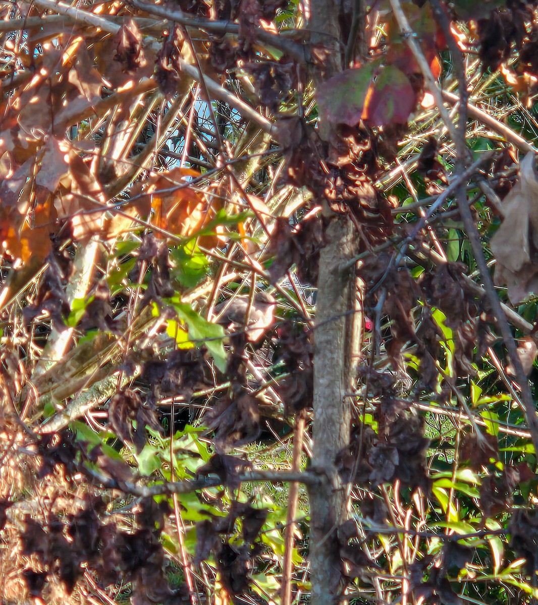 Northern Mockingbird - ML646640975