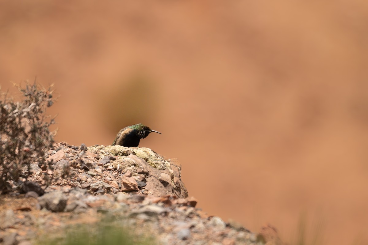 Black-breasted Hillstar - ML646640979
