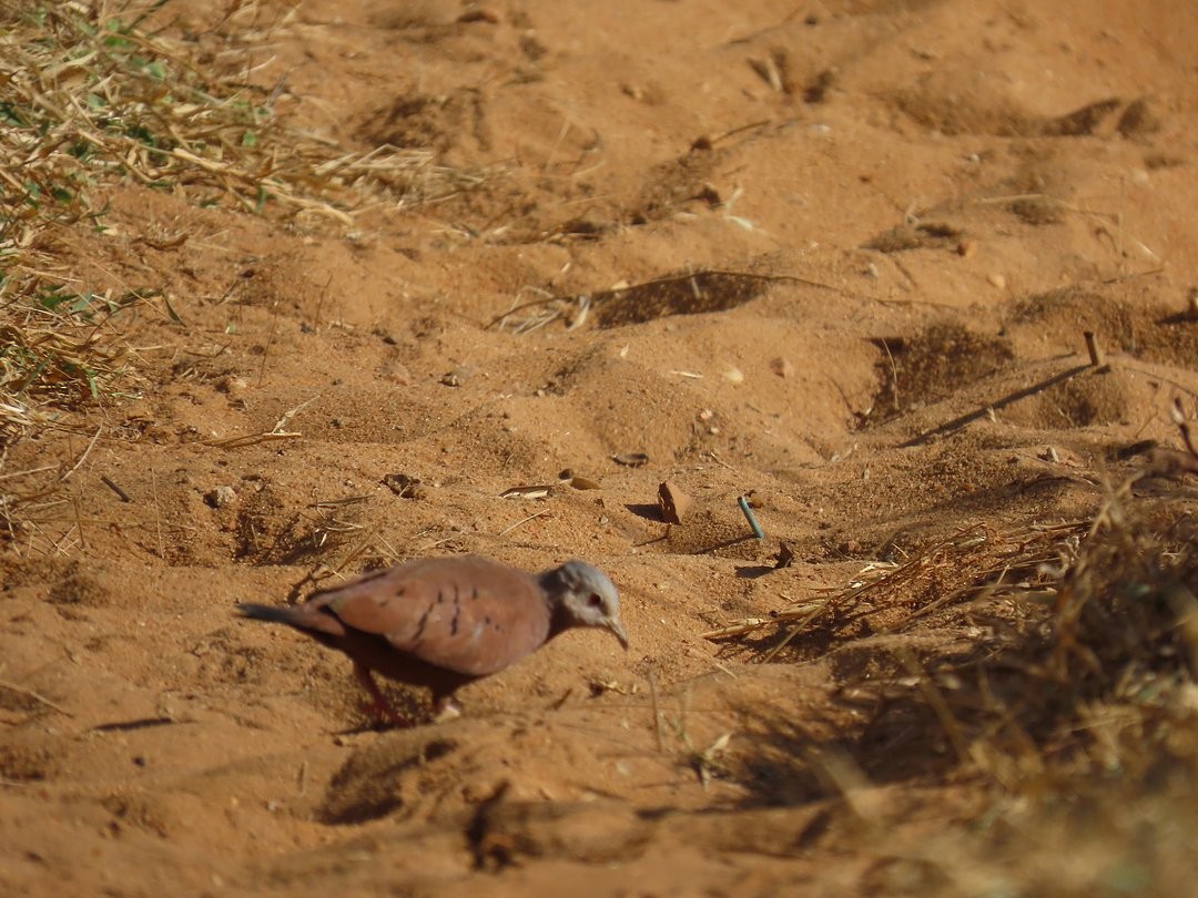 Ruddy Ground Dove - ML646640980