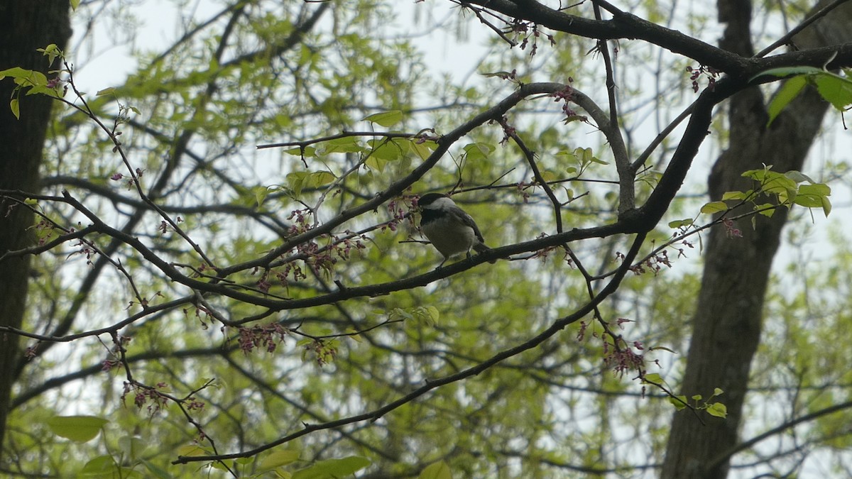 Гаїчка світлокрила - ML646640982