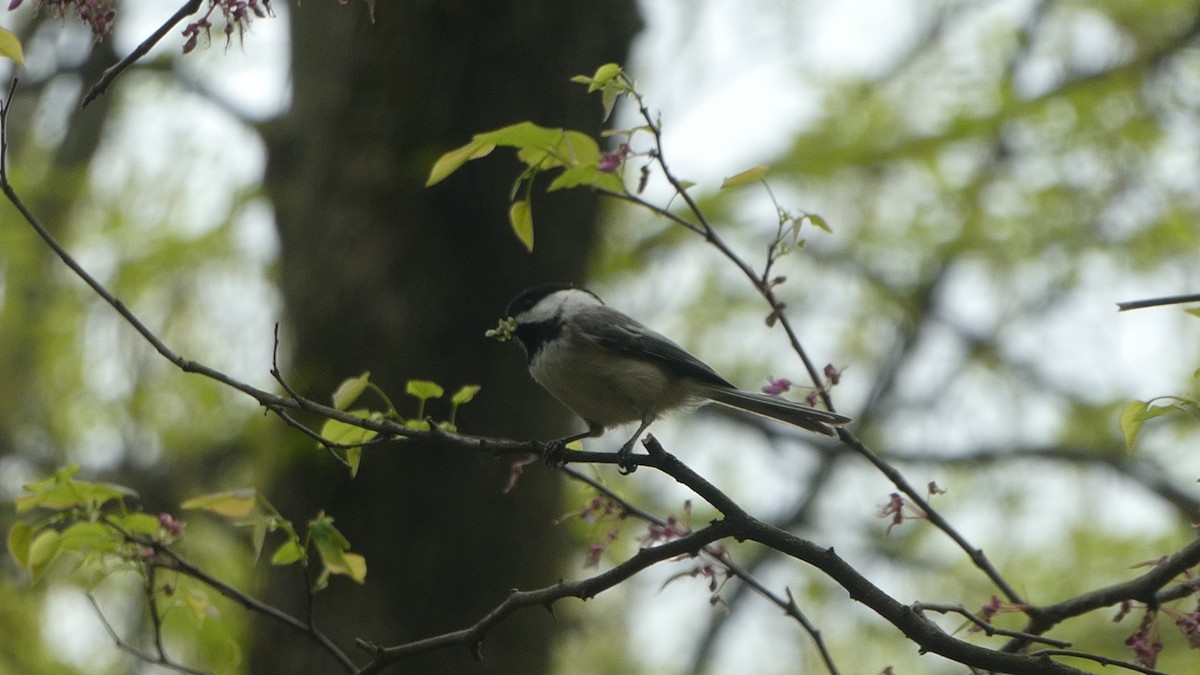 Гаїчка світлокрила - ML646640983