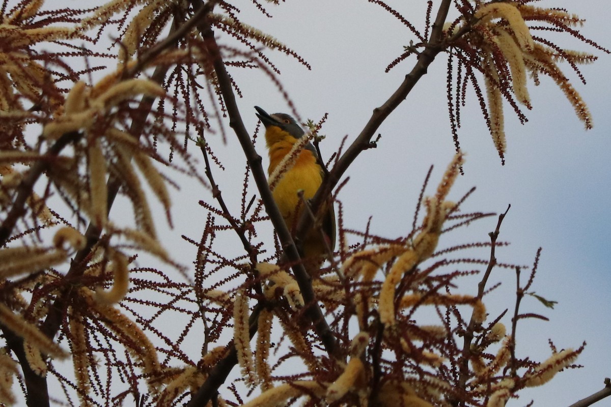 オオヤブモズ - ML646640984