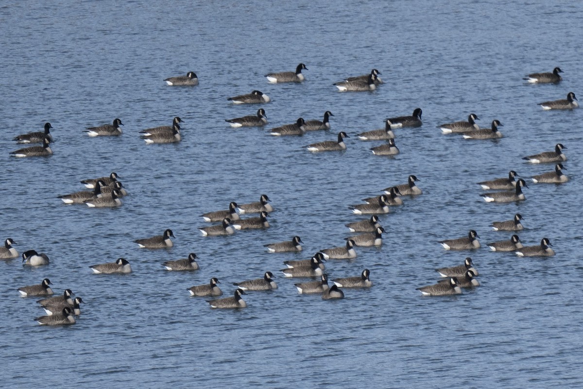 Canada Goose - ML646640986