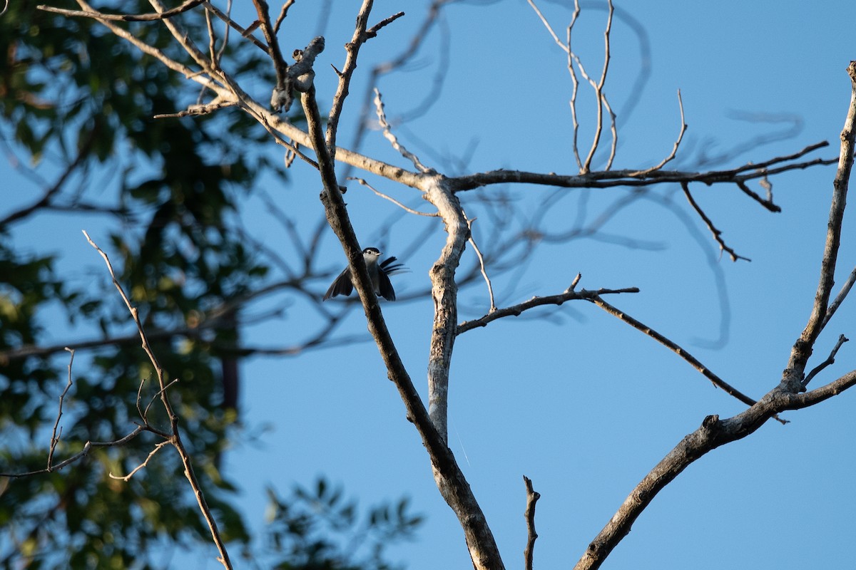 White-lored Gnatcatcher - ML646640992