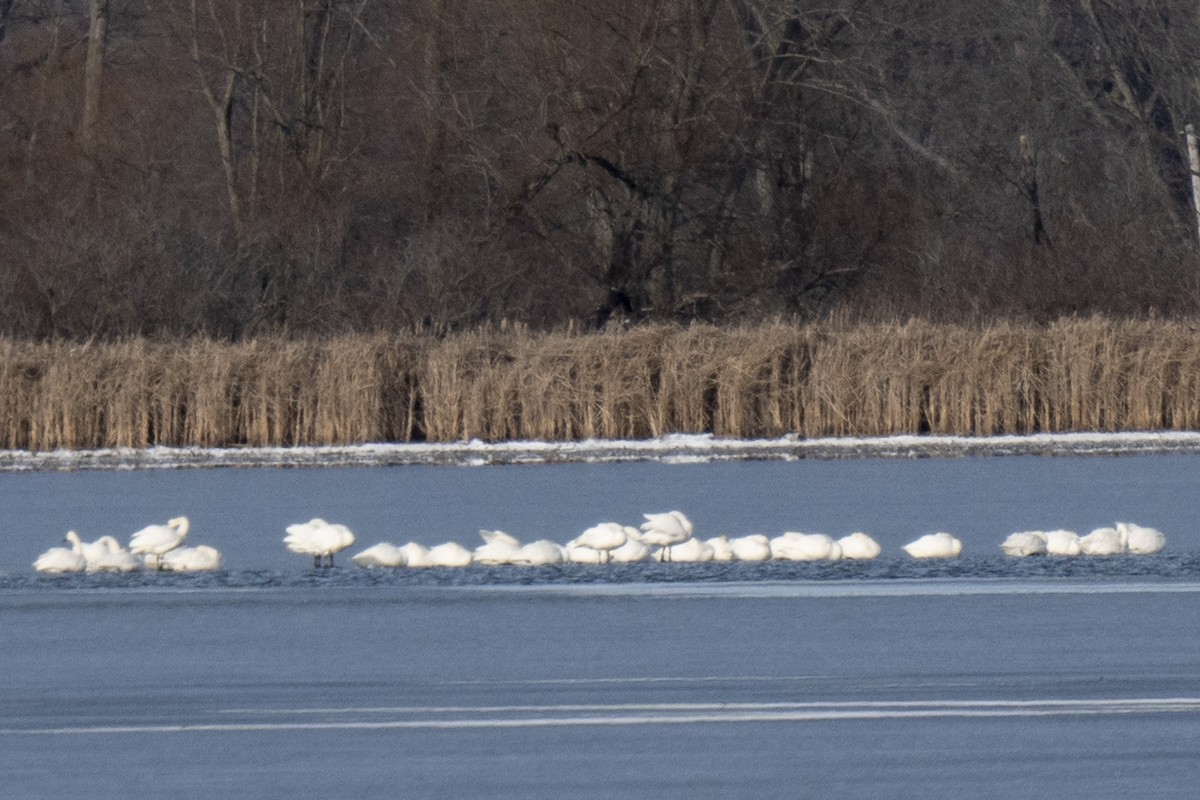 Beltxarga txistularia - ML646640993