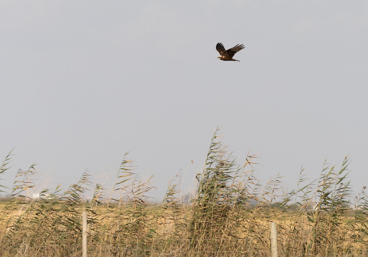 ヨーロッパチュウヒ - ML646640995