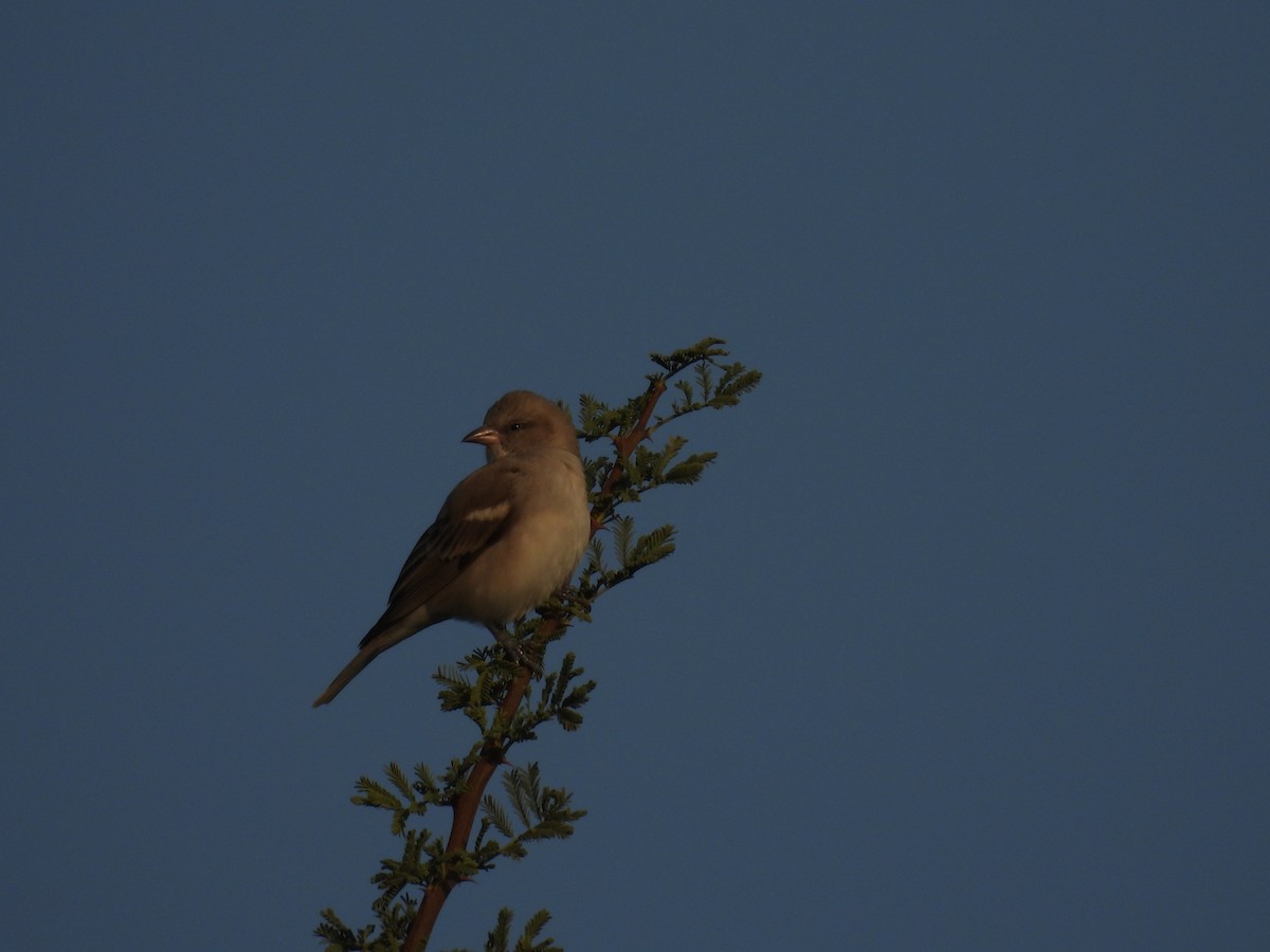 Yellow-throated Sparrow - ML646640998