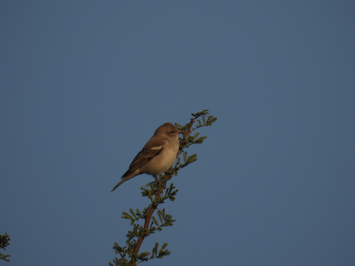 Yellow-throated Sparrow - ML646640999