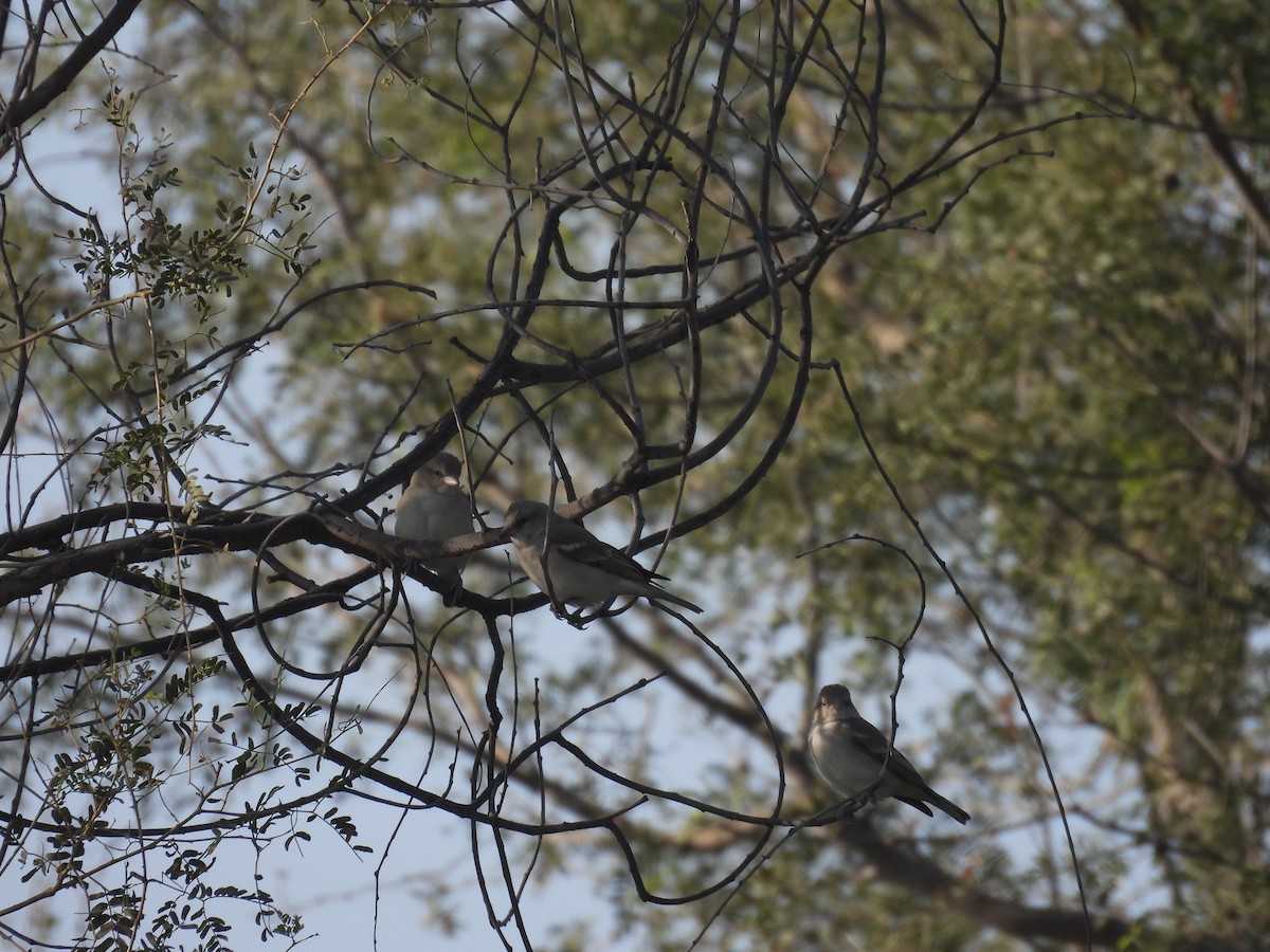 Yellow-throated Sparrow - ML646641001