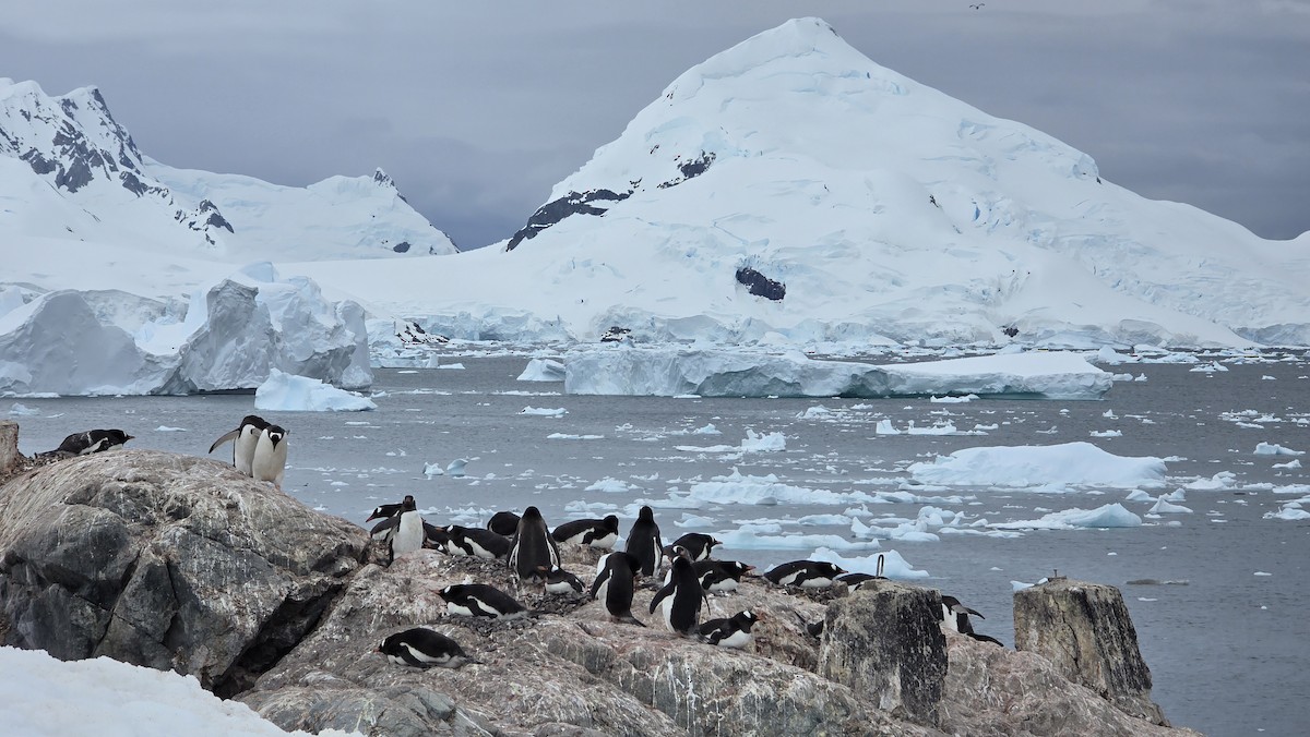 Gentoo Penguin - ML646641009