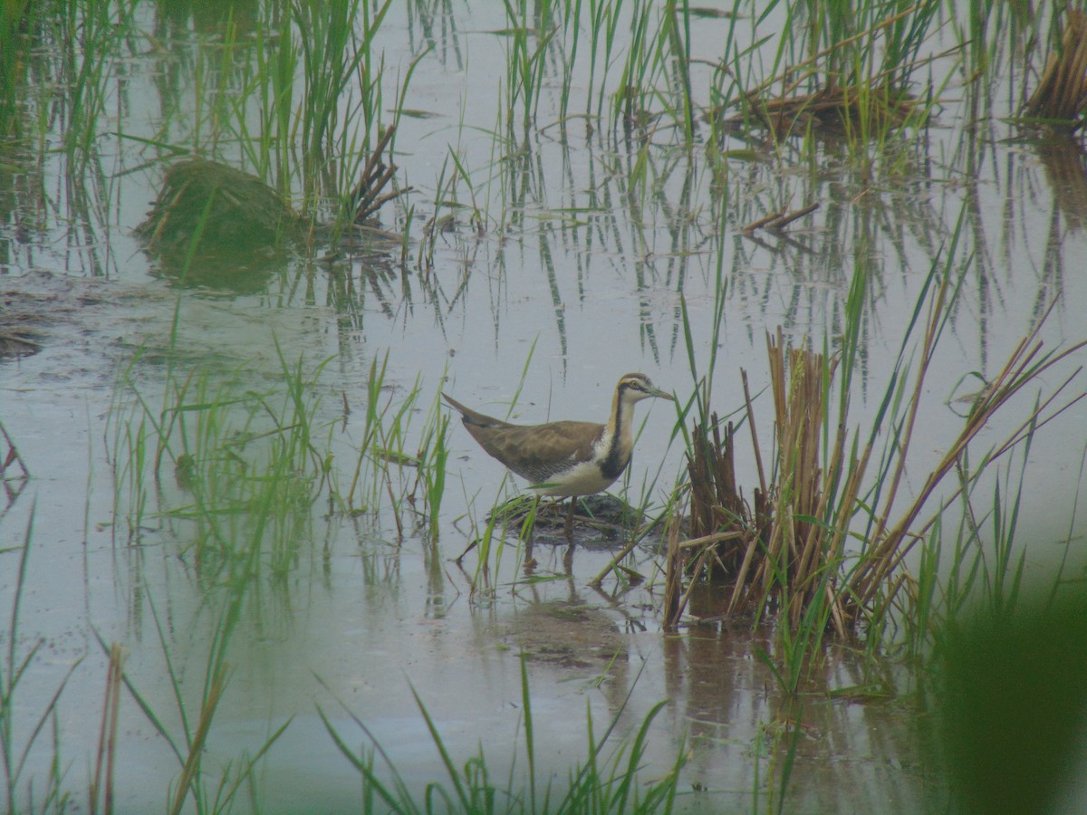 fasanbladhøne - ML646641012