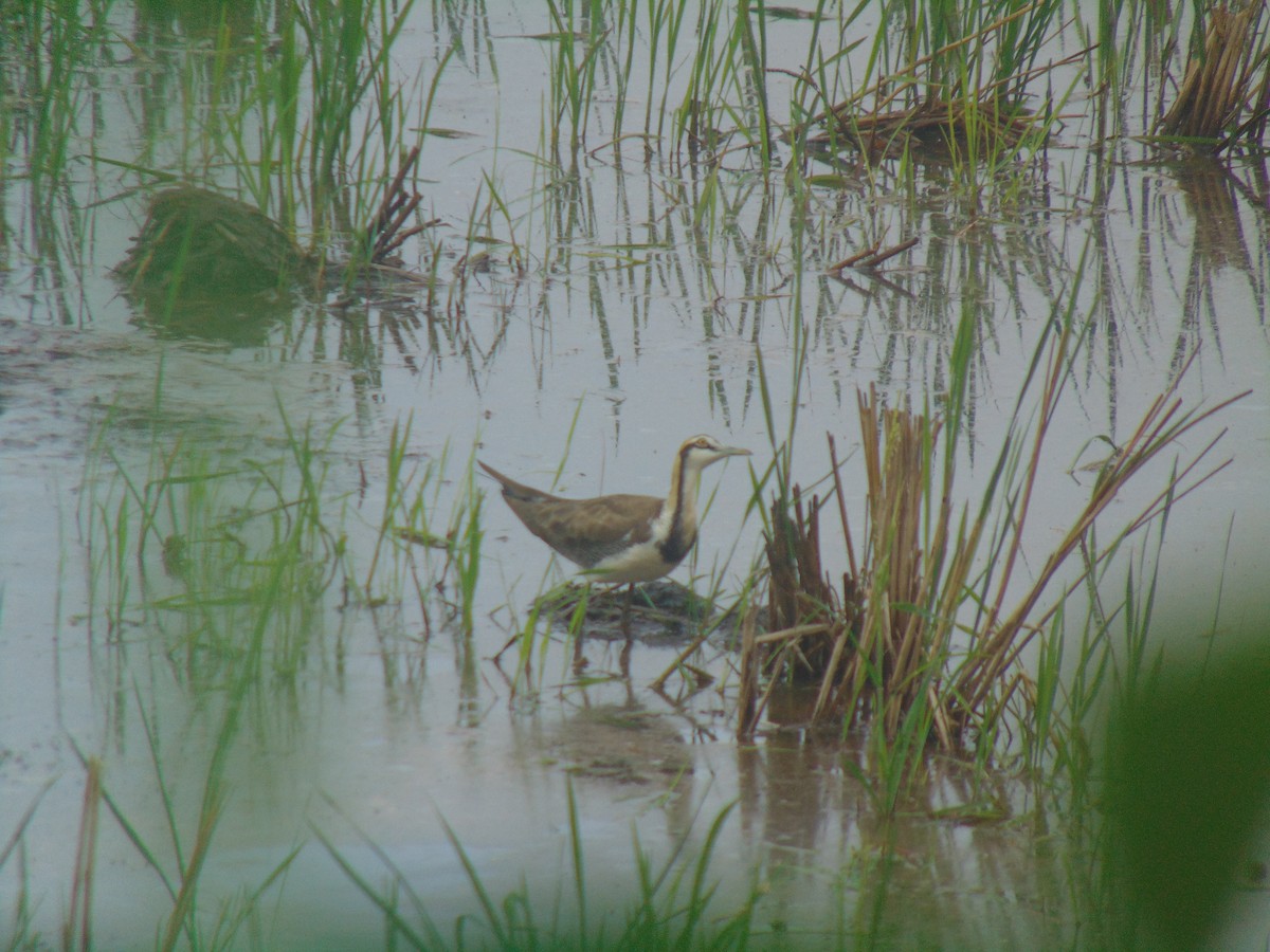 fasanbladhøne - ML646641013