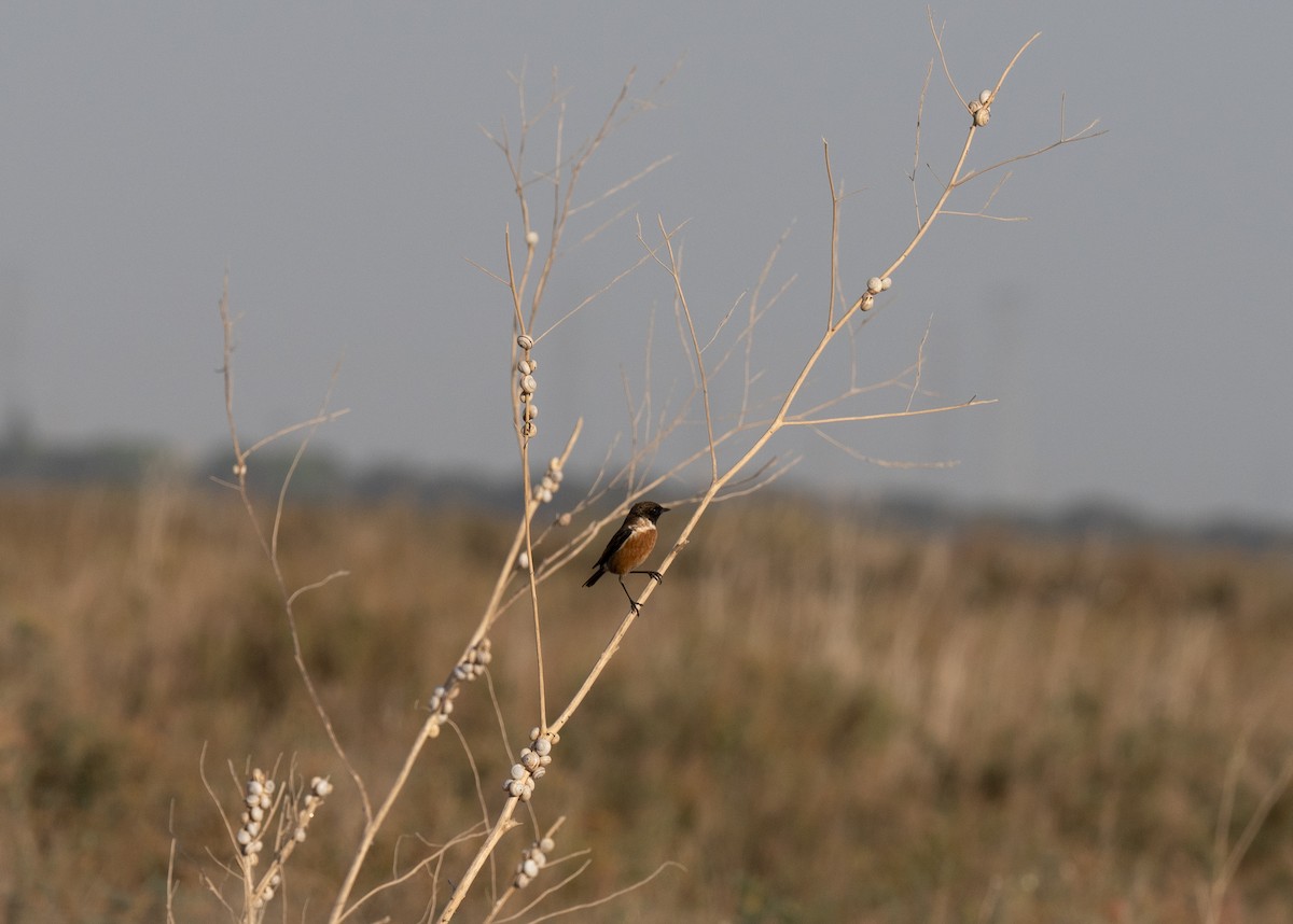 ヨーロッパノビタキ - ML646641015