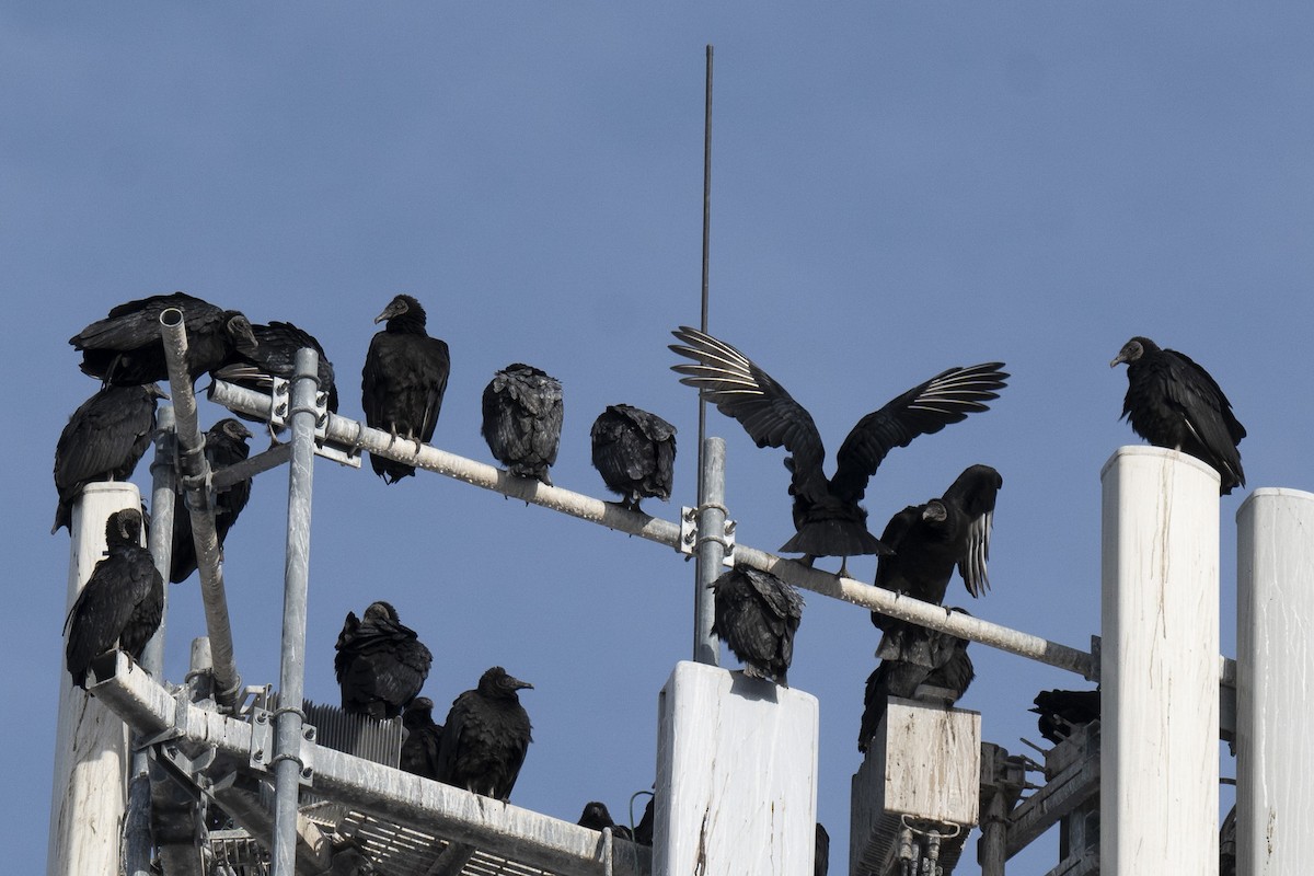 Zopilote beltza - ML646641024