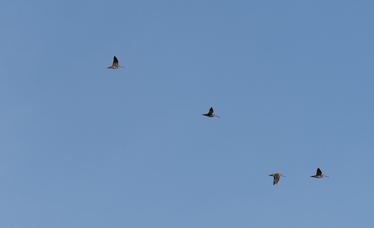 タシギ - ML646641025