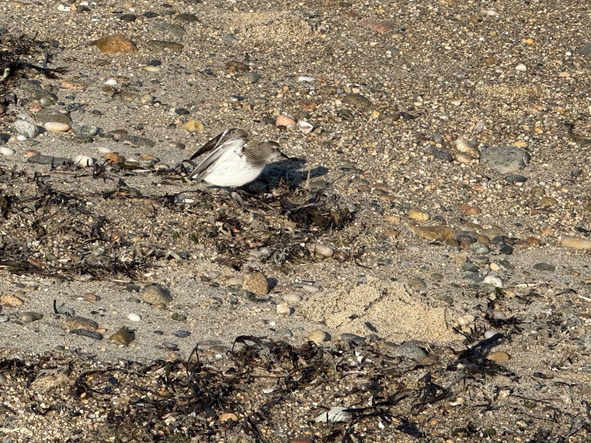 Gambecchio semipalmato - ML646641027