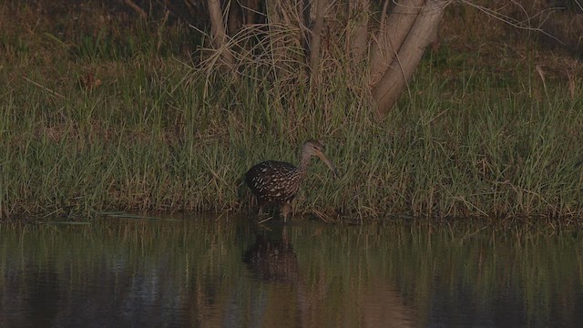 Carrao - ML646641032