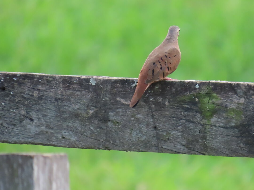 Ruddy Ground Dove - ML646641033