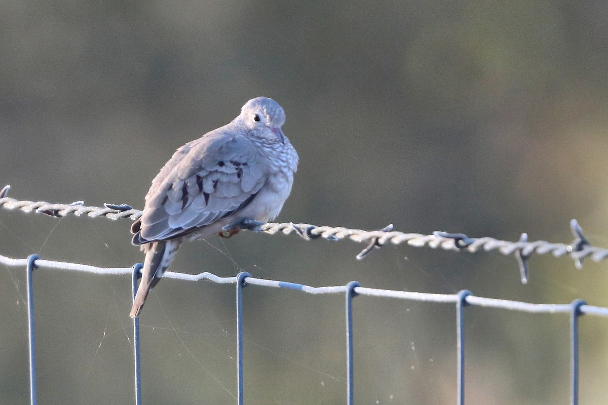 Common Ground Dove - ML646641034