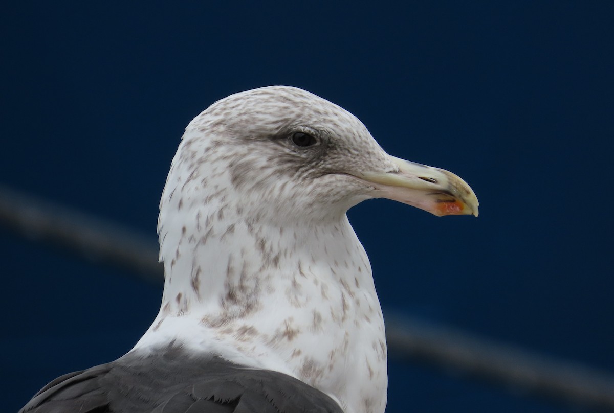 Kelp Gull - ML646641037