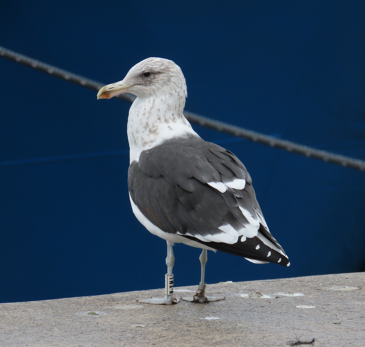 Kelp Gull - ML646641038