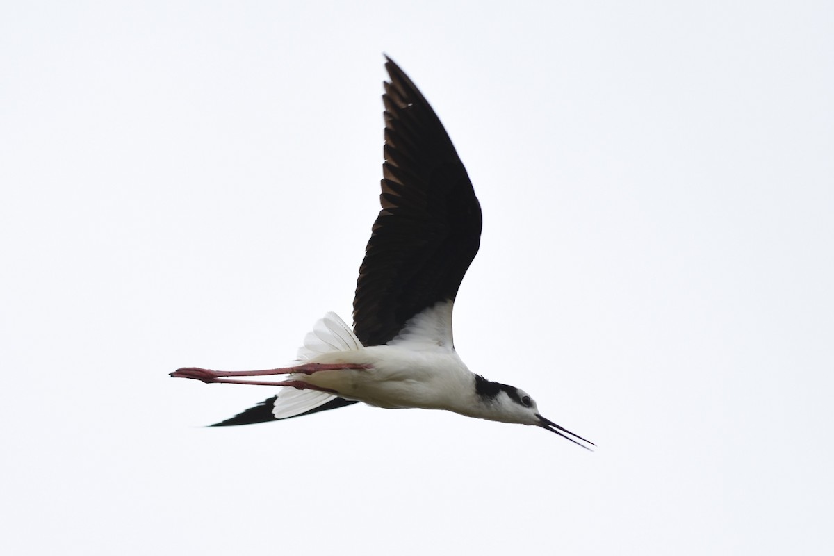 pisila černokrká - ML646641039