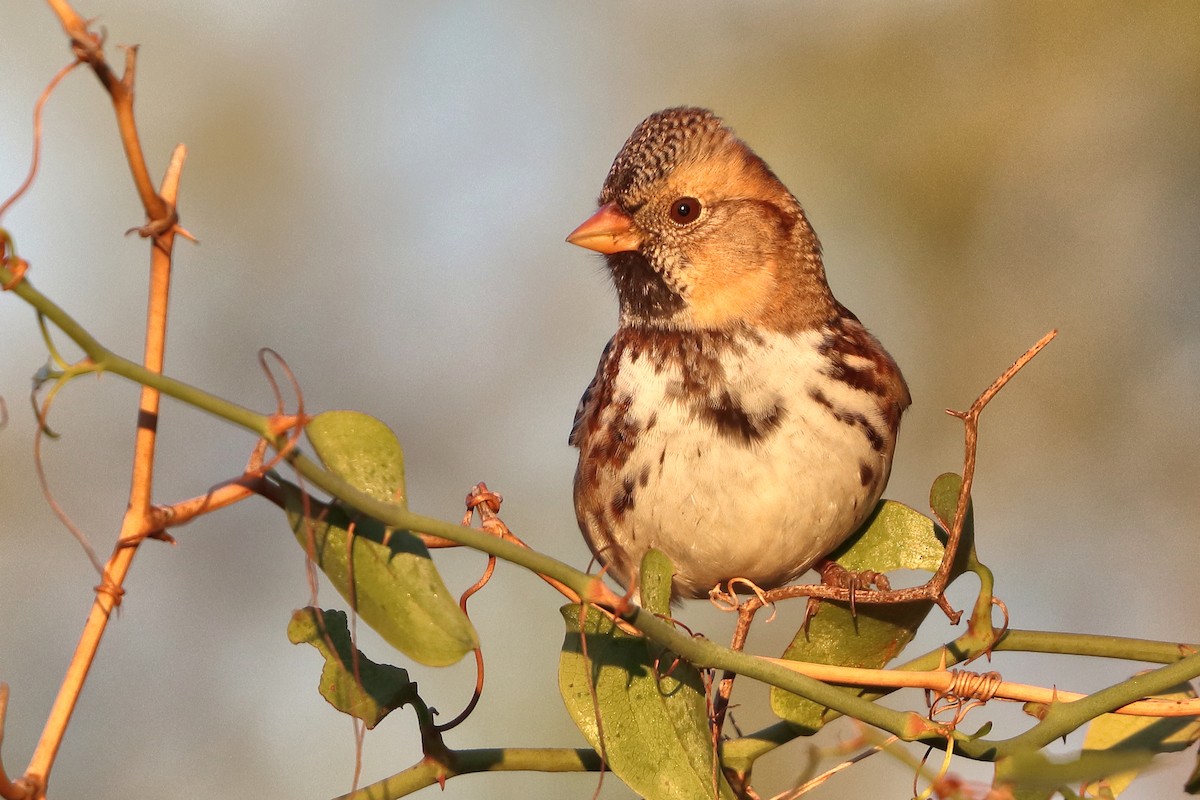 Harris's Sparrow - ML646641040