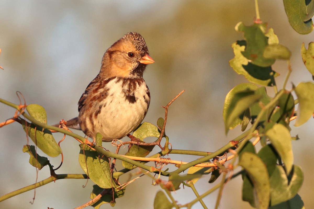 Harris's Sparrow - ML646641042