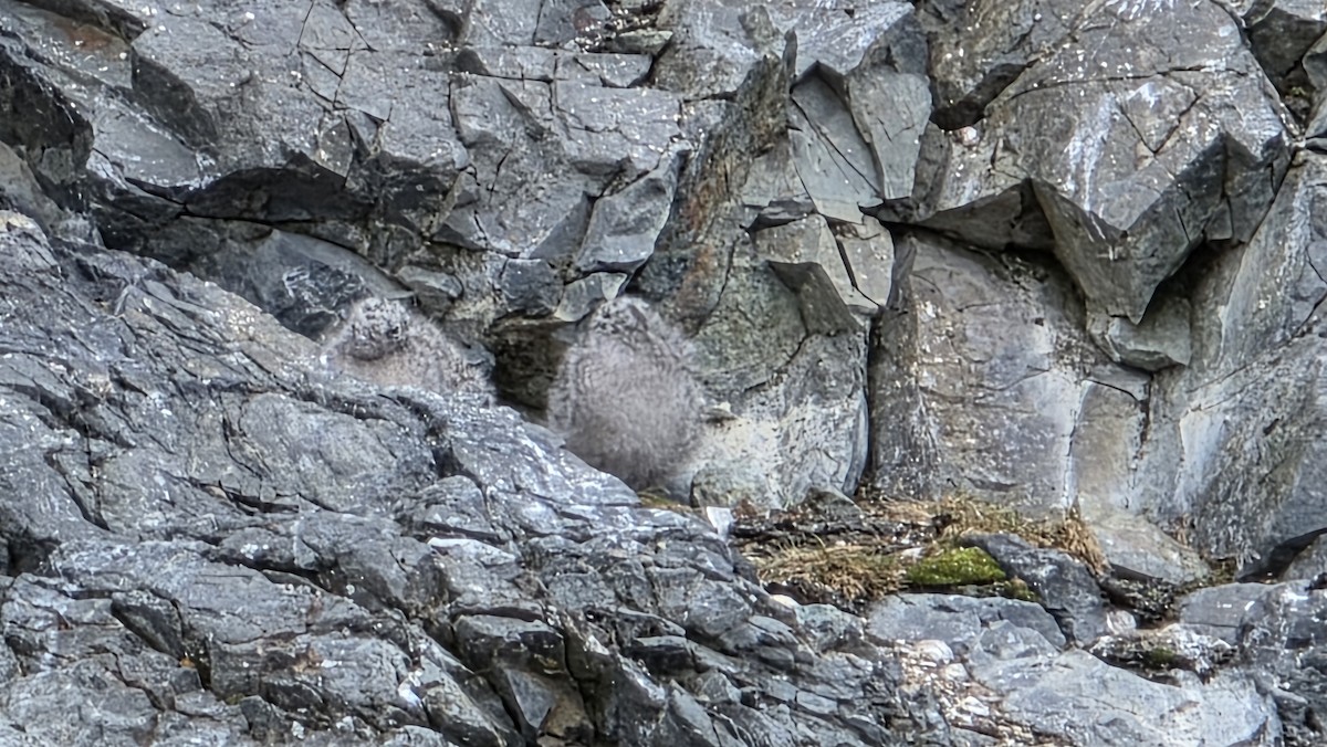 Antarctic Tern (Antarctic) - ML646641043